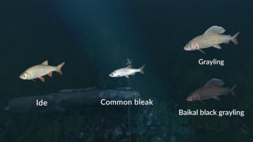 Ultimate Fishing Simulator - New Fish Species